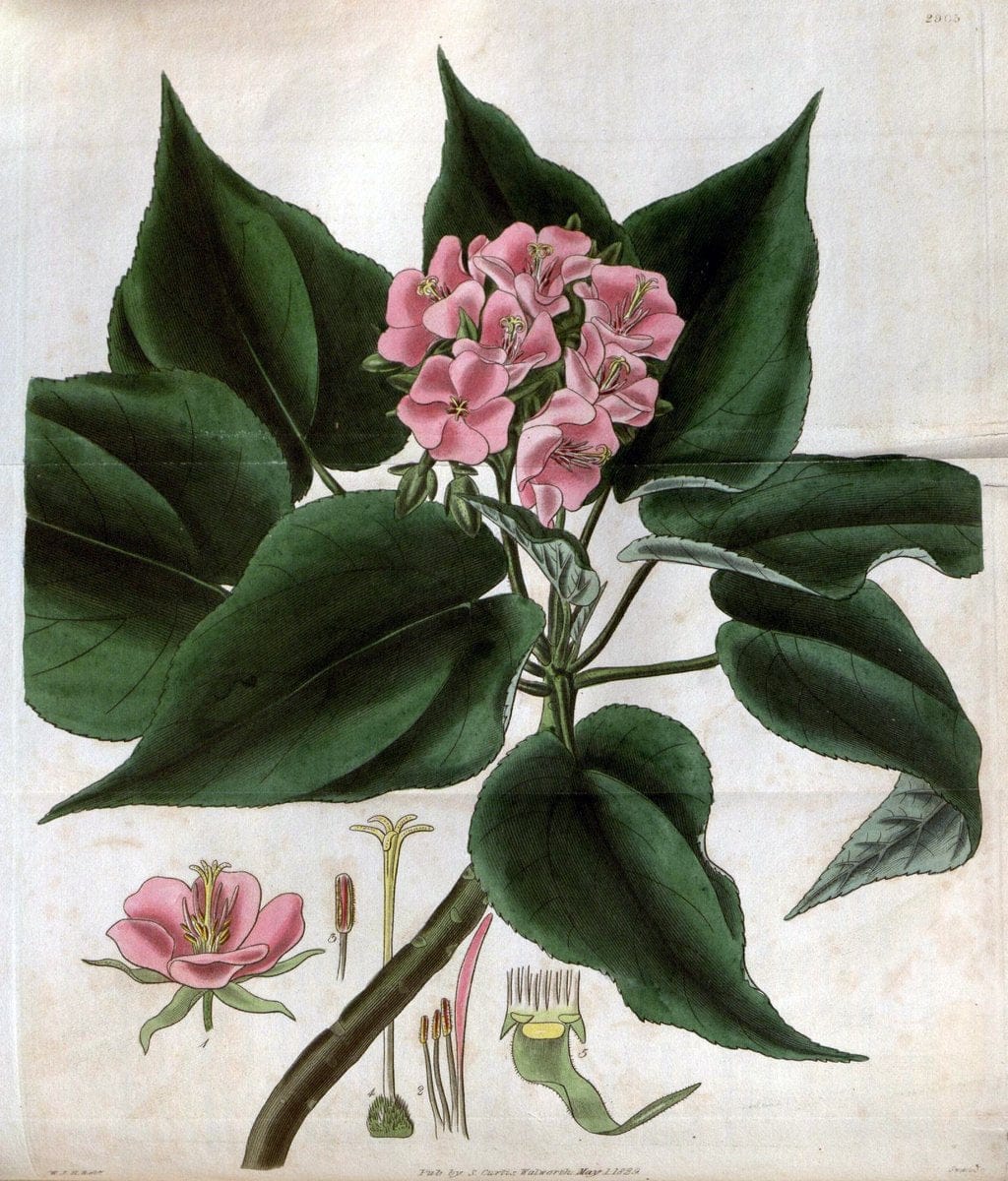 Curtis's botanical magazine. London ; New York [etc.] :Academic Press [etc.]. | "Botanical illustration" Botany Periodicals "Pictorial works" "Plants, Ornamental"  | Vintage Print Reproduction 450102