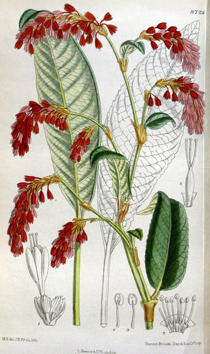 Curtis's botanical magazine. London ; New York [etc.] :Academic Press [etc.]. | "Botanical illustration" Botany Periodicals "Pictorial works" "Plants, Ornamental"  | Vintage Print Reproduction 450103