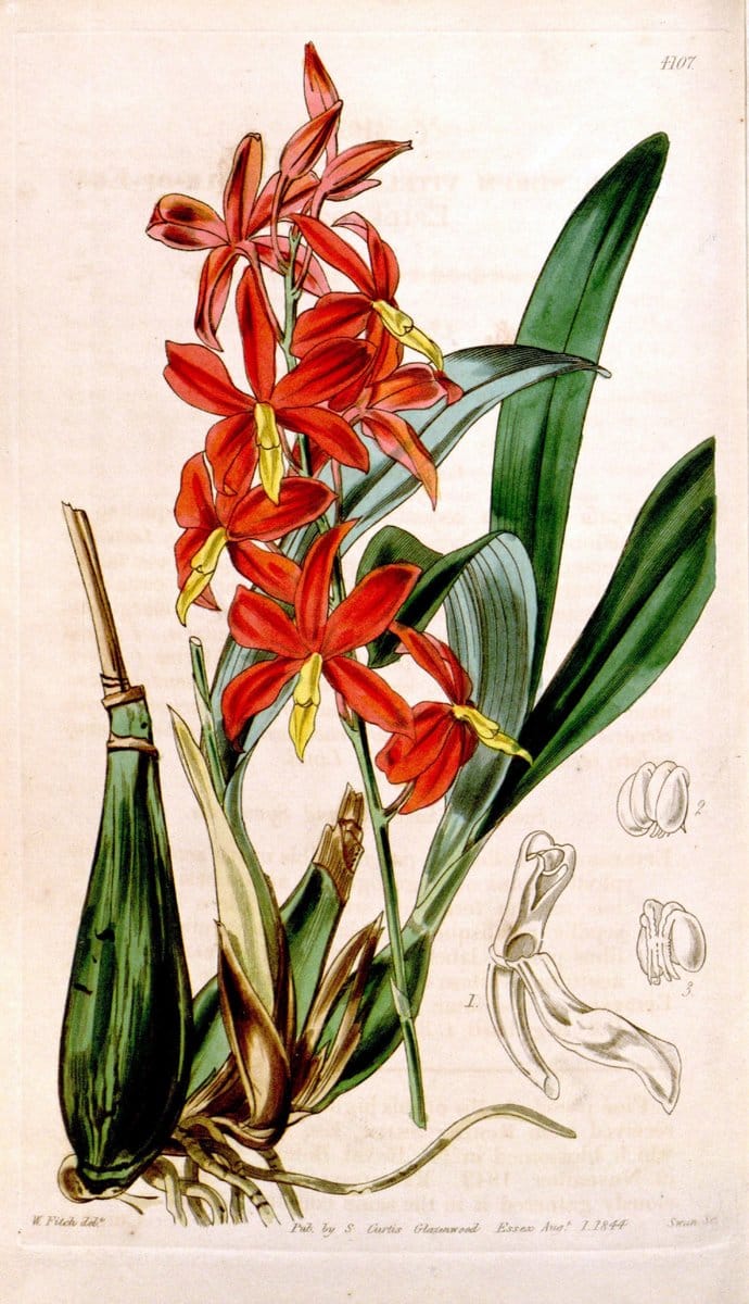 Curtis's botanical magazine. London ; New York [etc.] :Academic Press [etc.]. | "Botanical illustration" Botany Periodicals "Pictorial works" "Plants, Ornamental"  | Vintage Print Reproduction 450106
