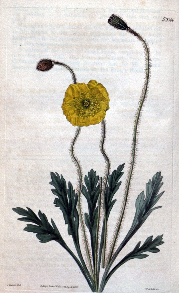 Curtis's botanical magazine. London ; New York [etc.] :Academic Press [etc.]. | "Botanical illustration" Botany Periodicals "Pictorial works" "Plants, Ornamental"  | Vintage Print Reproduction 450109