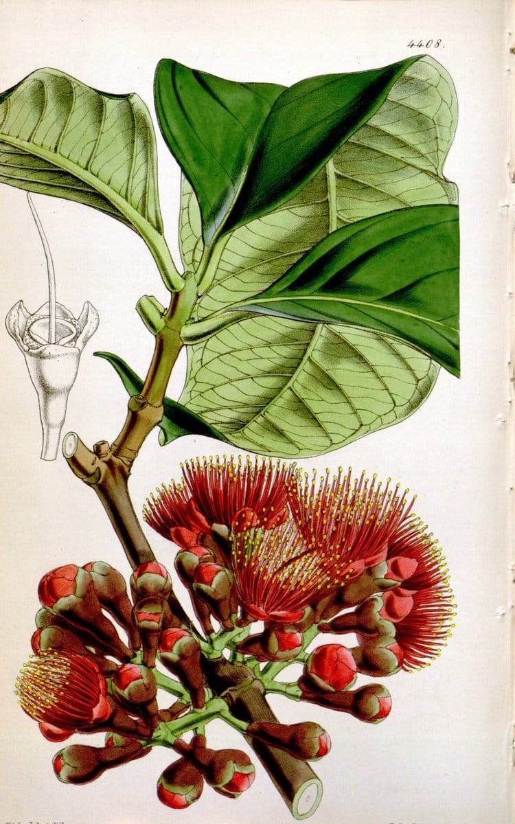 Curtis's botanical magazine. London ; New York [etc.] :Academic Press [etc.]. | "Botanical illustration" Botany Periodicals "Pictorial works" "Plants, Ornamental"  | Vintage Print Reproduction 450111