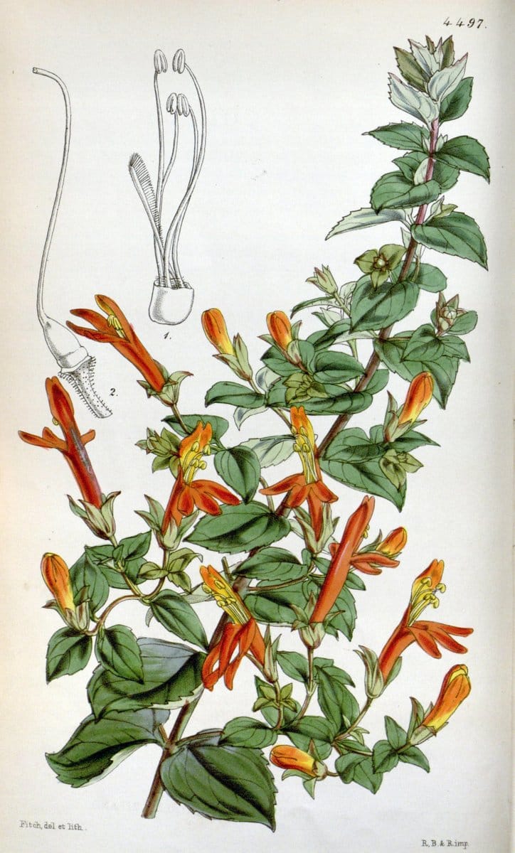 Curtis's botanical magazine. London ;New York [etc.] :Academic Press [etc.]. | Botany Periodicals "Pictorial works"  | Vintage Print Reproduction 450115