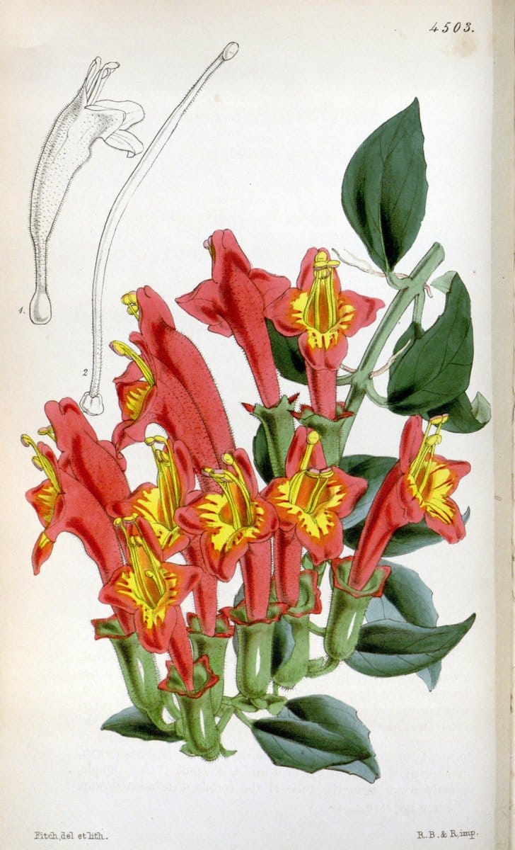 Curtis's botanical magazine. London ;New York [etc.] :Academic Press [etc.]. | Botany Periodicals "Pictorial works"  | Vintage Print Reproduction 450116
