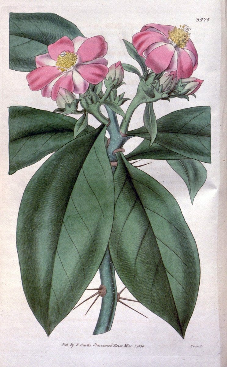 Curtis's botanical magazine. London ;New York [etc.] :Academic Press [etc.]. | Botany Periodicals "Pictorial works"  | Vintage Print Reproduction 450117