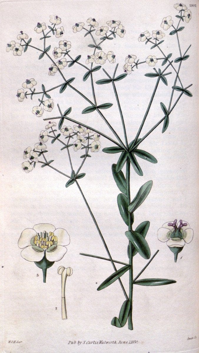 Curtis's botanical magazine. London ;New York [etc.] :Academic Press [etc.]. | Botany Periodicals "Pictorial works"  | Vintage Print Reproduction 450120