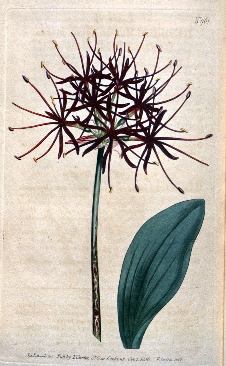 Curtis's botanical magazine. London ;New York [etc.] :Academic Press [etc.]. | Botany Periodicals "Pictorial works"  | Vintage Print Reproduction 450123