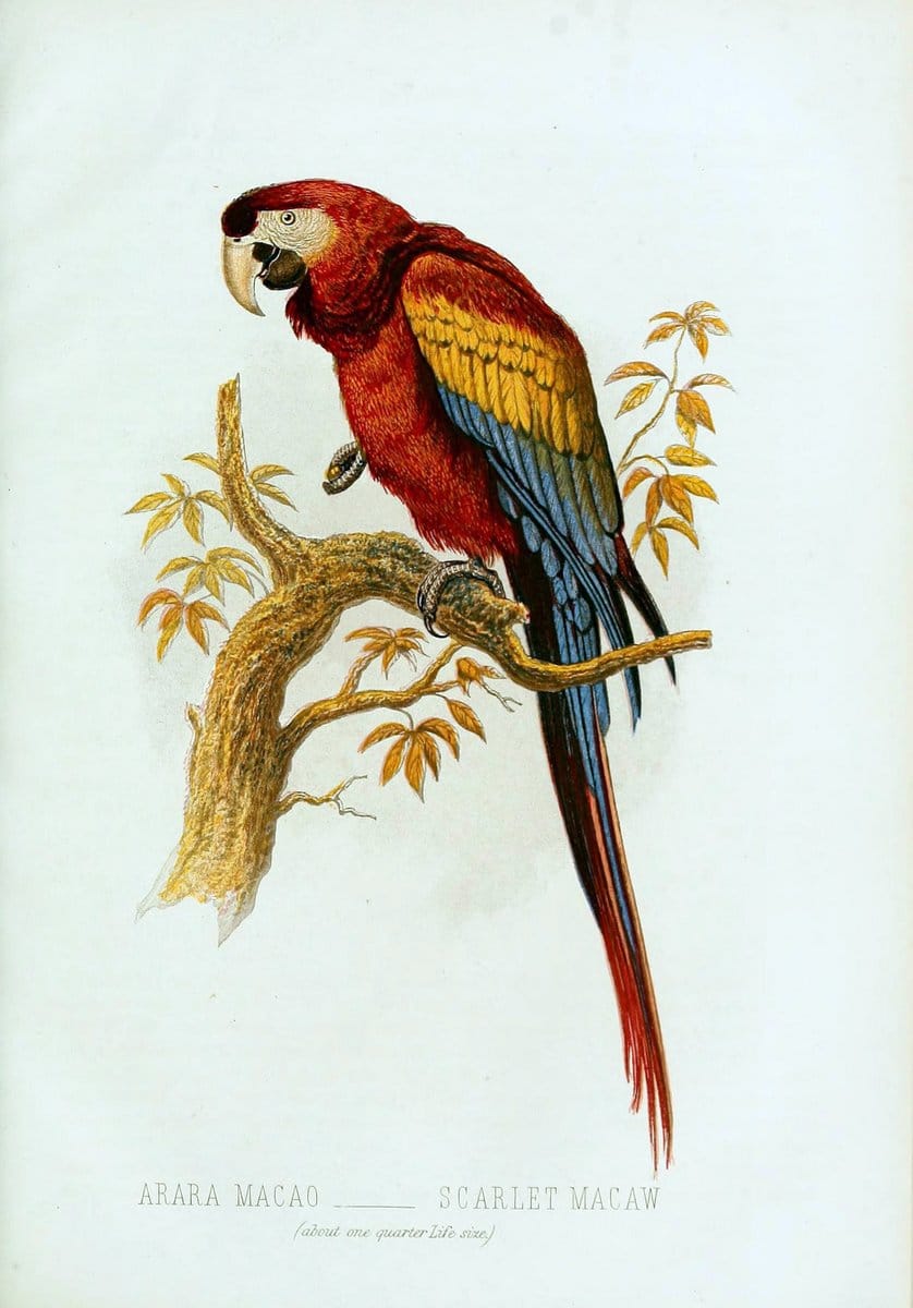 Cassell's book of birds :.London,Cassell, Petter and Galpin,[1875]. | Birds  | Vintage Print Reproduction 450125