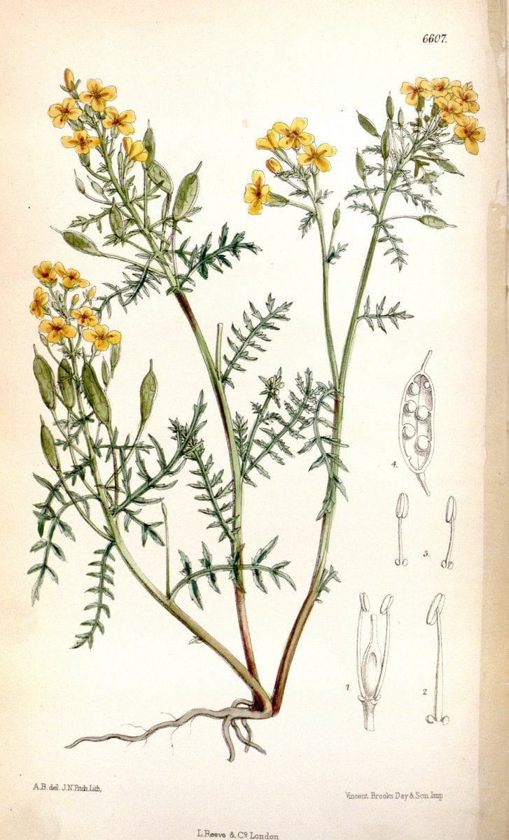 Curtis's botanical magazine. London ; New York [etc.] :Academic Press [etc.]. | "Botanical illustration" Botany Periodicals "Pictorial works" "Plants, Ornamental"  | Vintage Print Reproduction 450131