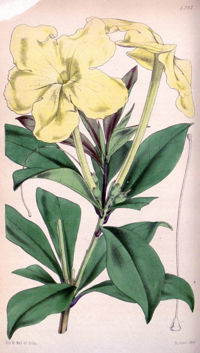 Curtis's botanical magazine. London ; New York [etc.] :Academic Press [etc.]. | "Botanical illustration" Botany Periodicals "Pictorial works" "Plants, Ornamental"  | Vintage Print Reproduction 450132