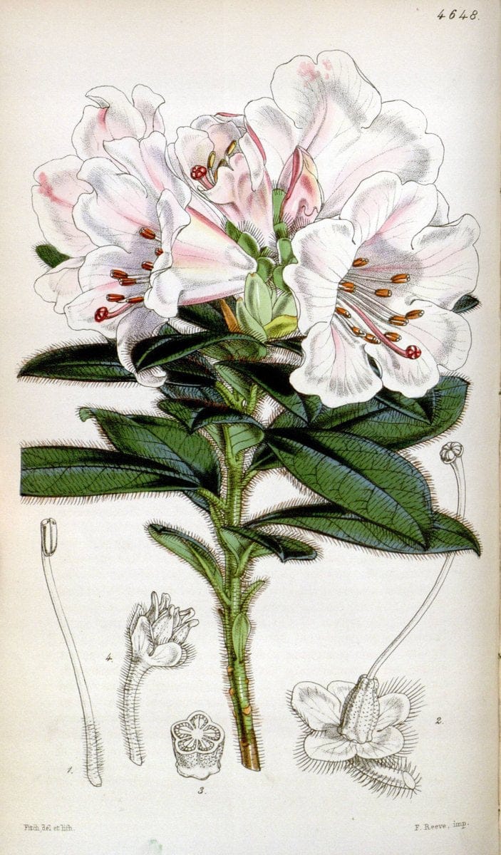 Curtis's botanical magazine. London ; New York [etc.] :Academic Press [etc.]. | "Botanical illustration" Botany Periodicals "Pictorial works" "Plants, Ornamental"  | Vintage Print Reproduction 450133