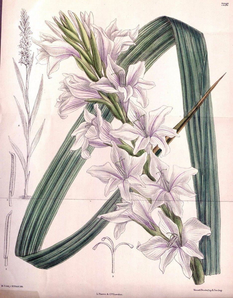 Curtis's botanical magazine. London ; New York [etc.] :Academic Press [etc.]. | "Botanical illustration" Botany Periodicals "Pictorial works" "Plants, Ornamental"  | Vintage Print Reproduction 450134