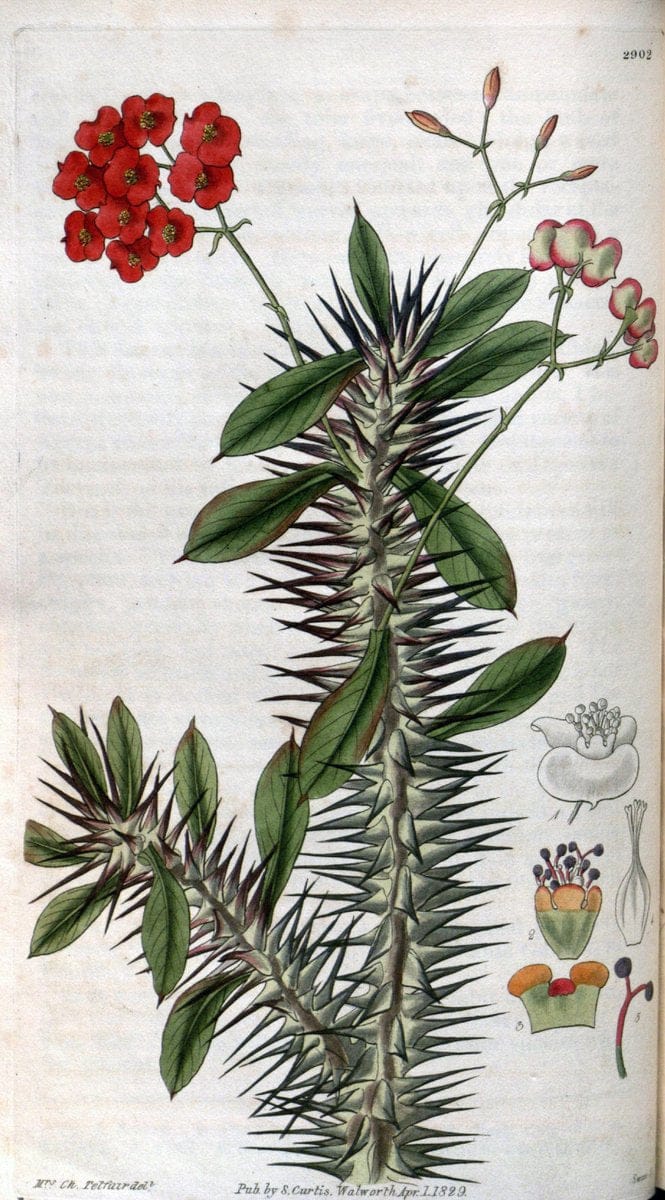 Curtis's botanical magazine. London ; New York [etc.] :Academic Press [etc.]. | "Botanical illustration" Botany Periodicals "Pictorial works" "Plants, Ornamental"  | Vintage Print Reproduction 450135