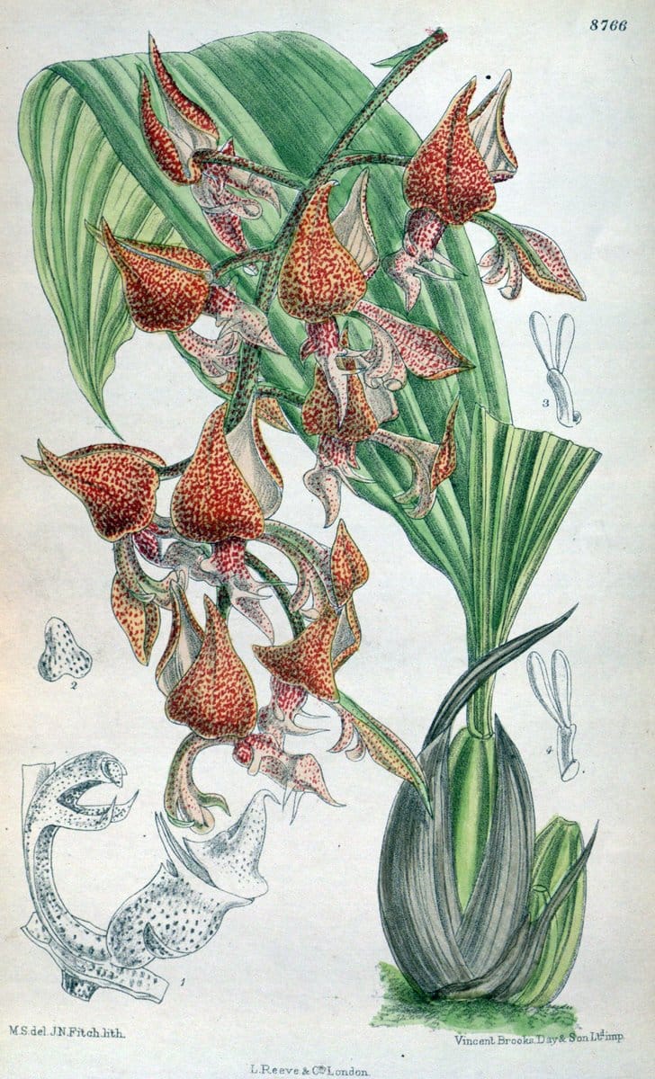 Curtis's botanical magazine. London ; New York [etc.] :Academic Press [etc.]. | "Botanical illustration" Botany Periodicals "Pictorial works" "Plants, Ornamental"  | Vintage Print Reproduction 450139