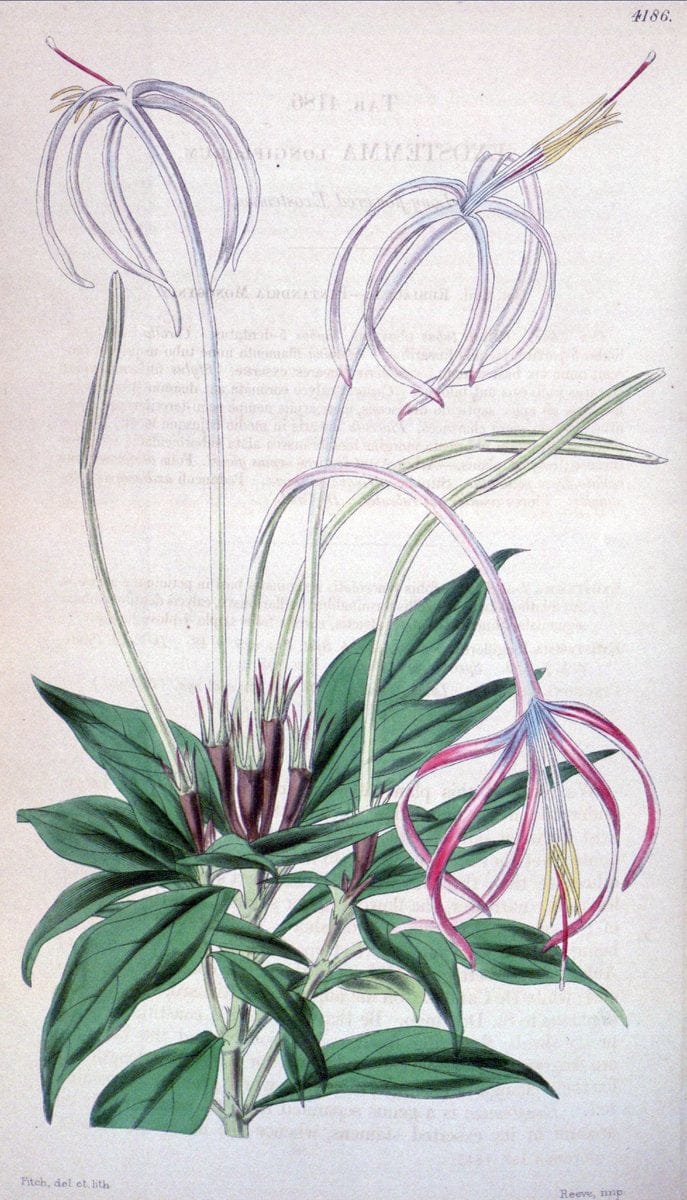 Curtis's botanical magazine. London ; New York [etc.] :Academic Press [etc.]. | "Botanical illustration" Botany Periodicals "Pictorial works" "Plants, Ornamental"  | Vintage Print Reproduction 450142