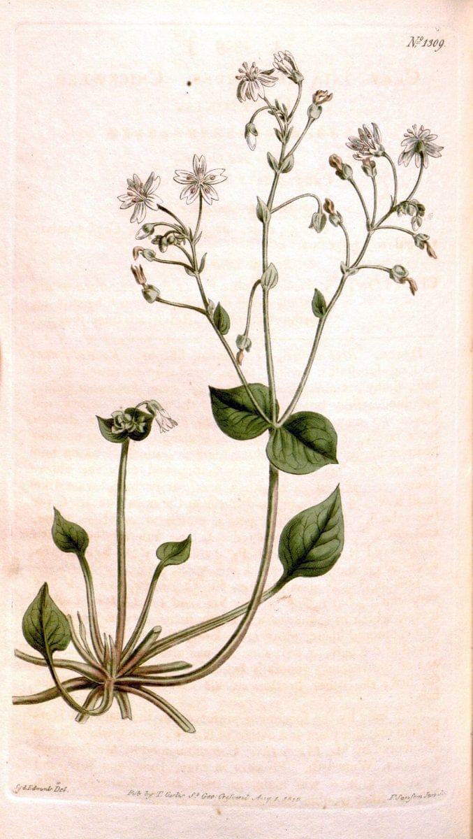 Curtis's botanical magazine. London ; New York [etc.] :Academic Press [etc.]. | "Botanical illustration" Botany Periodicals "Pictorial works" "Plants, Ornamental"  | Vintage Print Reproduction 450145