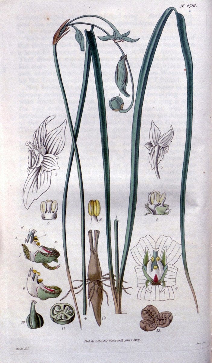 Curtis's botanical magazine..London ;New York [etc.] :Academic Press [etc.]. |  | Vintage Print Reproduction 450147