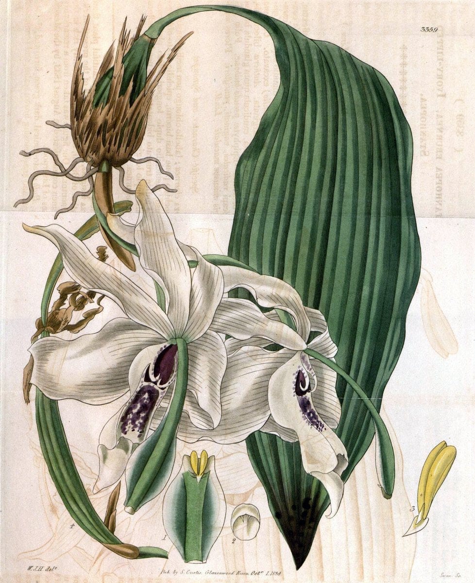 Curtis's botanical magazine..London ;New York [etc.] :Academic Press [etc.]. |  | Vintage Print Reproduction 450148