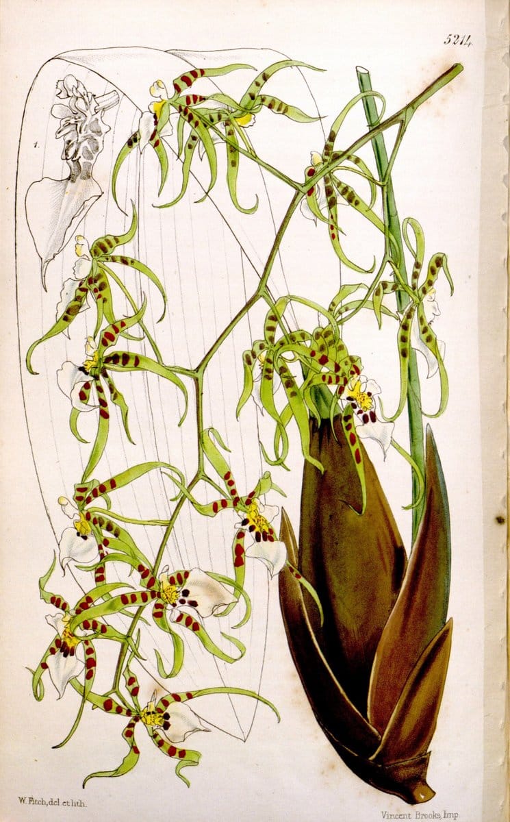 Curtis's botanical magazine. London ;New York [etc.] :Academic Press [etc.]. | Botany Periodicals "Pictorial works"  | Vintage Print Reproduction 450151