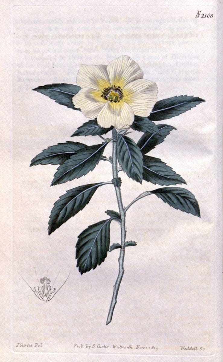 Curtis's botanical magazine. London ; New York [etc.] :Academic Press [etc.]. | "Botanical illustration" Botany Periodicals "Pictorial works" "Plants, Ornamental"  | Vintage Print Reproduction 450156