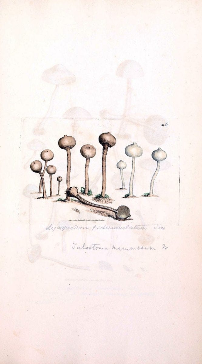 Coloured figures of English fungi or mushrooms. London,Printed by J. Davis,1797-[1809]. | England Mushrooms  | Vintage Print Reproduction 450159