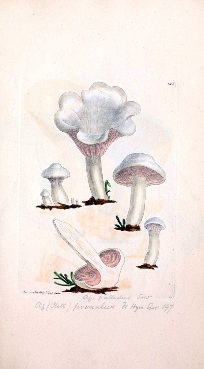 Coloured figures of English fungi or mushrooms. London,Printed by J. Davis,1797-[1809]. | England Mushrooms  | Vintage Print Reproduction 450161