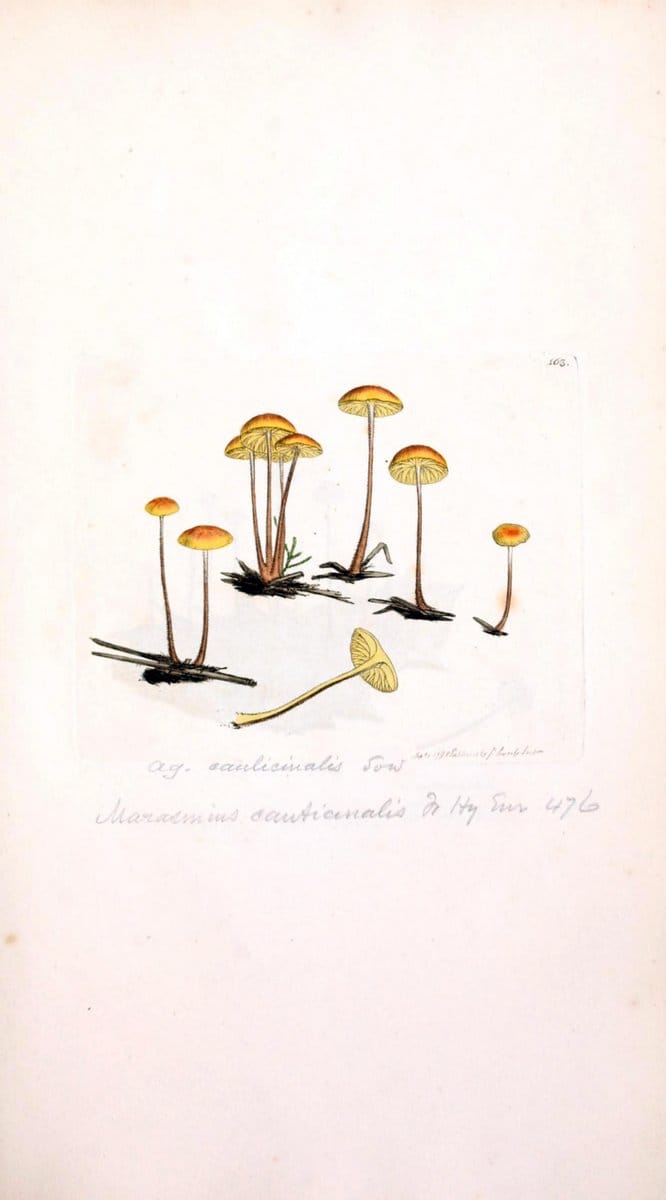 Coloured figures of English fungi or mushrooms. London,Printed by J. Davis,1797-[1809]. | England Mushrooms  | Vintage Print Reproduction 450162