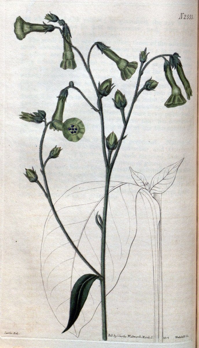 Curtis's botanical magazine. London ; New York [etc.] :Academic Press [etc.]. | "Botanical illustration" Botany Periodicals "Pictorial works" "Plants, Ornamental"  | Vintage Print Reproduction 450167