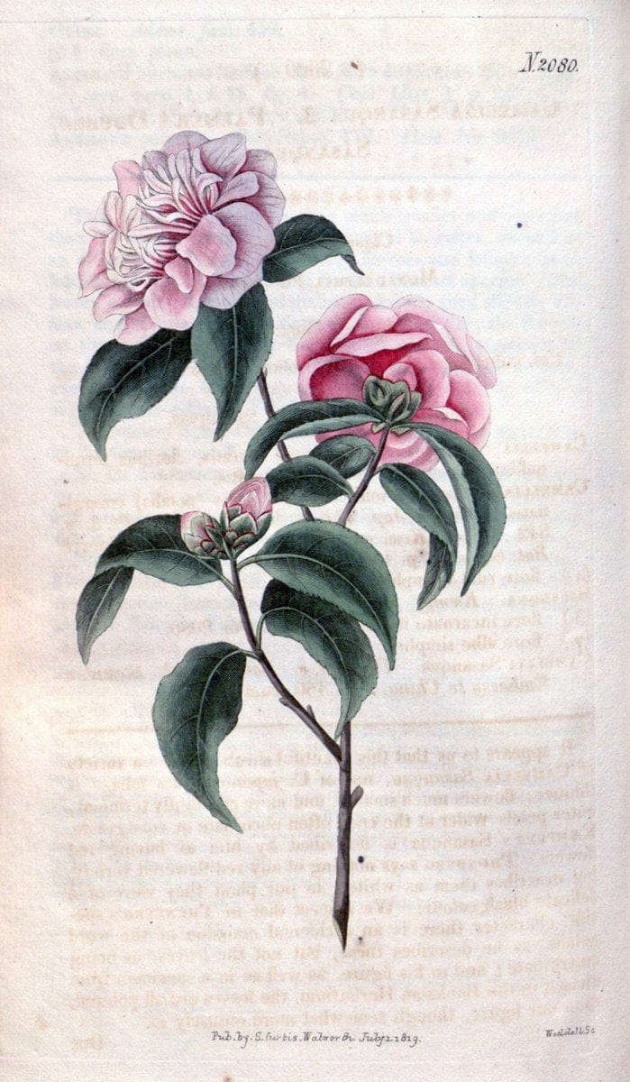 Curtis's botanical magazine. London ; New York [etc.] :Academic Press [etc.]. | "Botanical illustration" Botany Periodicals "Pictorial works" "Plants, Ornamental"  | Vintage Print Reproduction 450171