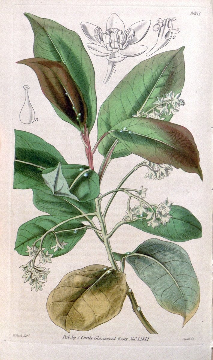 Curtis's botanical magazine. London ; New York [etc.] :Academic Press [etc.]. | "Botanical illustration" Botany Periodicals "Pictorial works" "Plants, Ornamental"  | Vintage Print Reproduction 450172