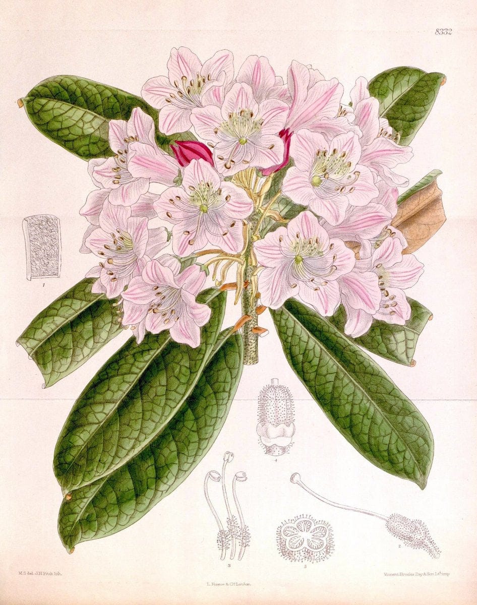 Curtis's botanical magazine. London ; New York [etc.] :Academic Press [etc.]. | "Botanical illustration" Botany Periodicals "Pictorial works" "Plants, Ornamental"  | Vintage Print Reproduction 450174