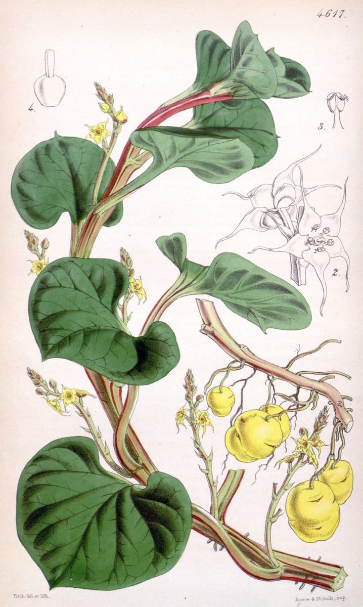 Curtis's botanical magazine. London ; New York [etc.] :Academic Press [etc.]. | "Botanical illustration" Botany Periodicals "Pictorial works" "Plants, Ornamental"  | Vintage Print Reproduction 450176