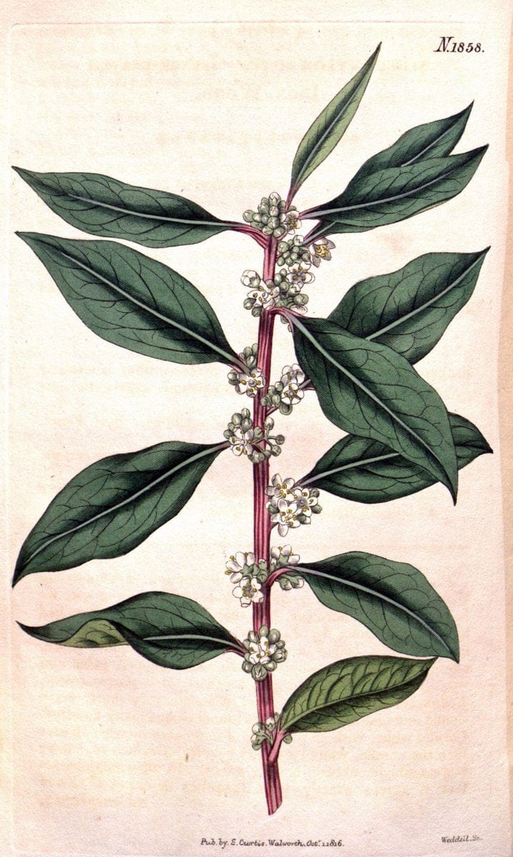 Curtis's botanical magazine. London ; New York [etc.] :Academic Press [etc.]. | "Botanical illustration" Botany Periodicals "Pictorial works" "Plants, Ornamental"  | Vintage Print Reproduction 450178