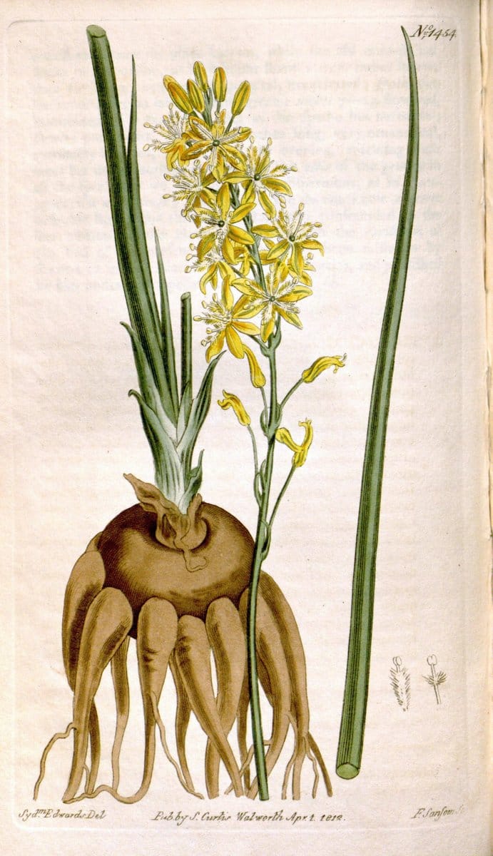 Curtis's botanical magazine. London ;New York [etc.] :Academic Press [etc.]. | Botany Periodicals "Pictorial works"  | Vintage Print Reproduction 450180