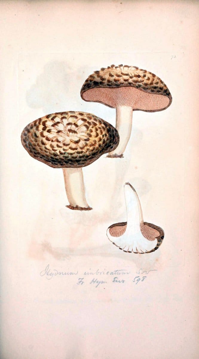 Coloured figures of English fungi or mushrooms. London,Printed by J. Davis,1797-[1809]. | England Mushrooms  | Vintage Print Reproduction 450185