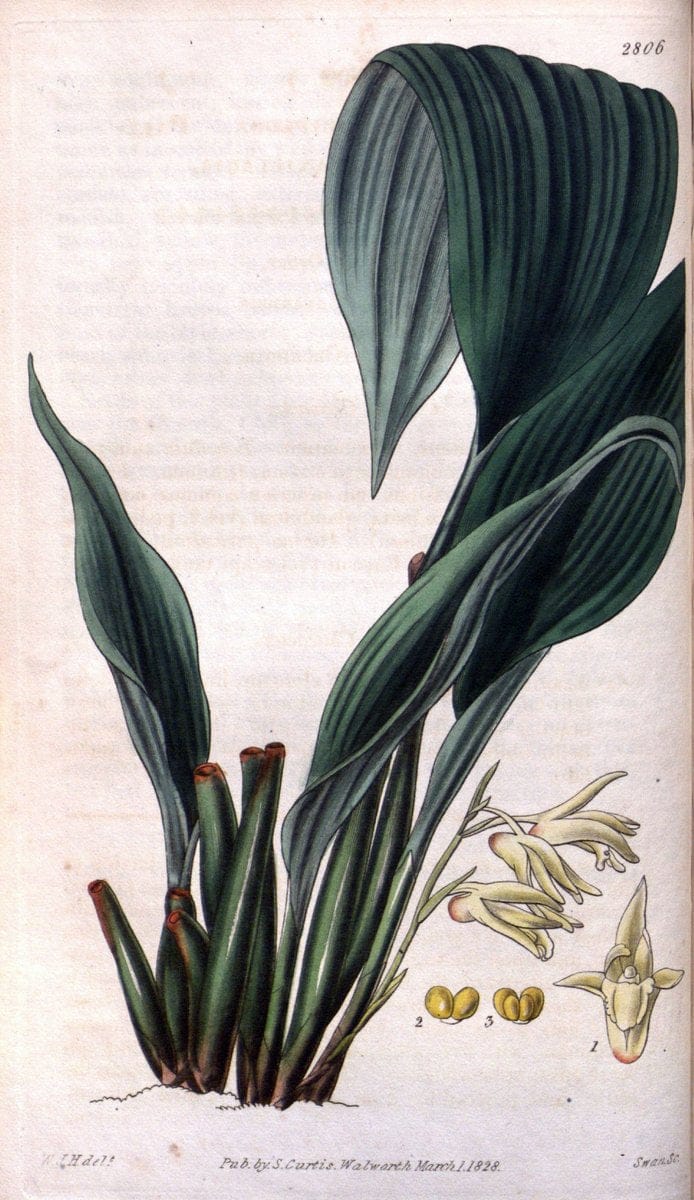 Curtis's botanical magazine. London ; New York [etc.] :Academic Press [etc.]. | "Botanical illustration" Botany Periodicals "Pictorial works" "Plants, Ornamental"  | Vintage Print Reproduction 450196
