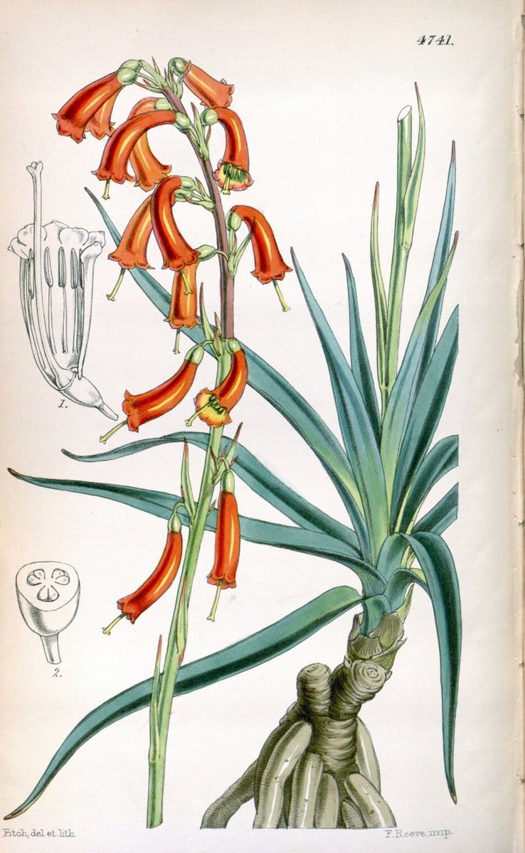 Curtis's botanical magazine. London ; New York [etc.] :Academic Press [etc.]. | "Botanical illustration" Botany Periodicals "Pictorial works" "Plants, Ornamental"  | Vintage Print Reproduction 450200