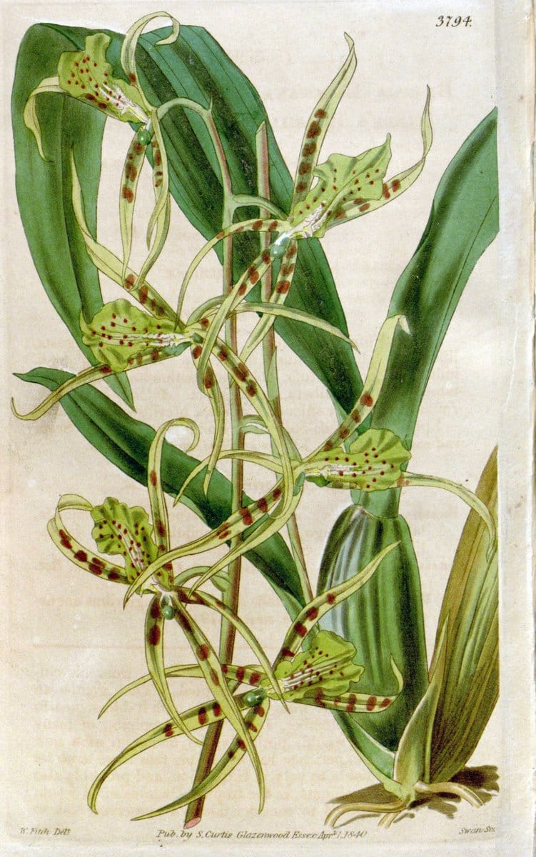 Curtis's botanical magazine. London ;New York [etc.] :Academic Press [etc.]. | Botany Periodicals "Pictorial works"  | Vintage Print Reproduction 450208