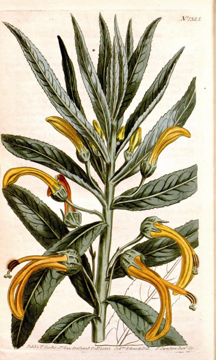 Curtis's botanical magazine. London ; New York [etc.] :Academic Press [etc.]. | "Botanical illustration" Botany Periodicals "Pictorial works" "Plants, Ornamental"  | Vintage Print Reproduction 450209