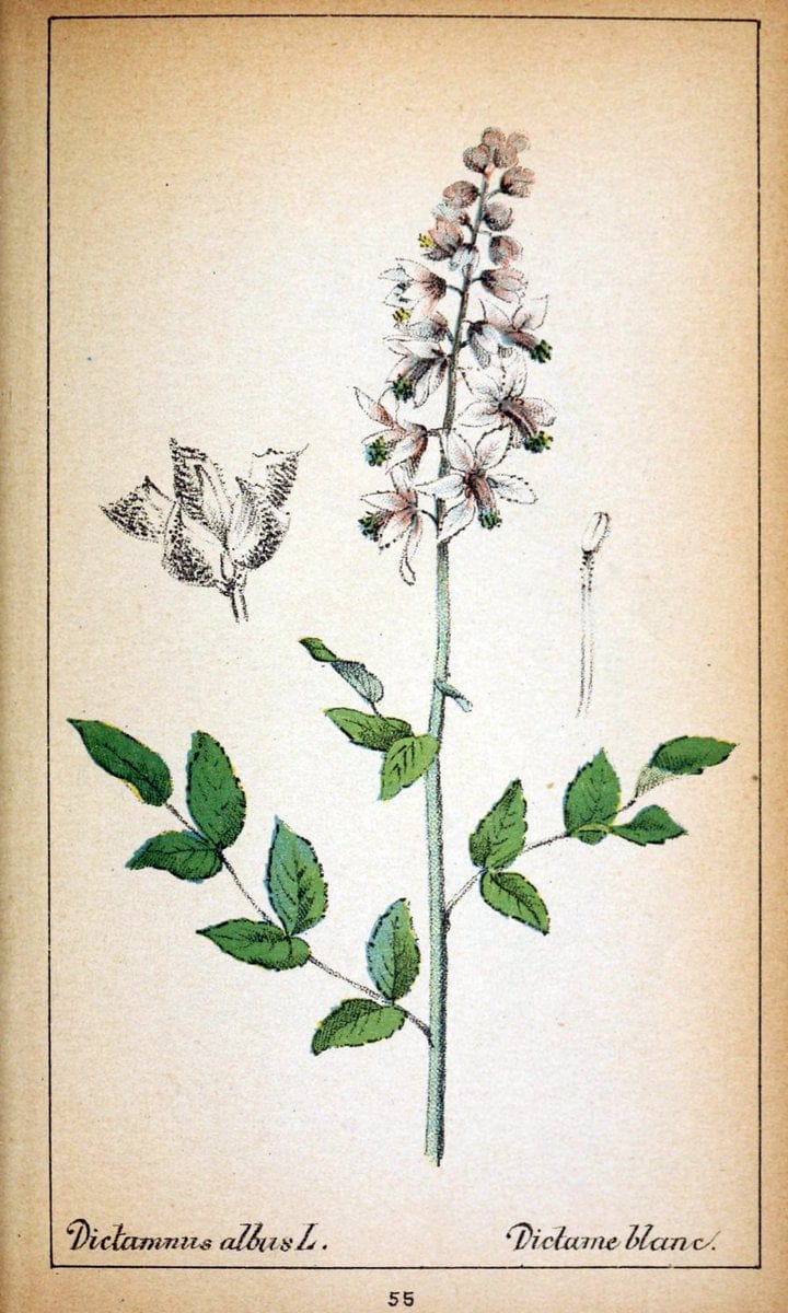 Choix de plantes de l'Europe centrale et particuliÃ¨rement de la Suisse et de la SavoieGe | Europe Central "Pictorial works" Plants "Savoy (France and Italy)" Switzerland  | Vintage Reproduction 450213