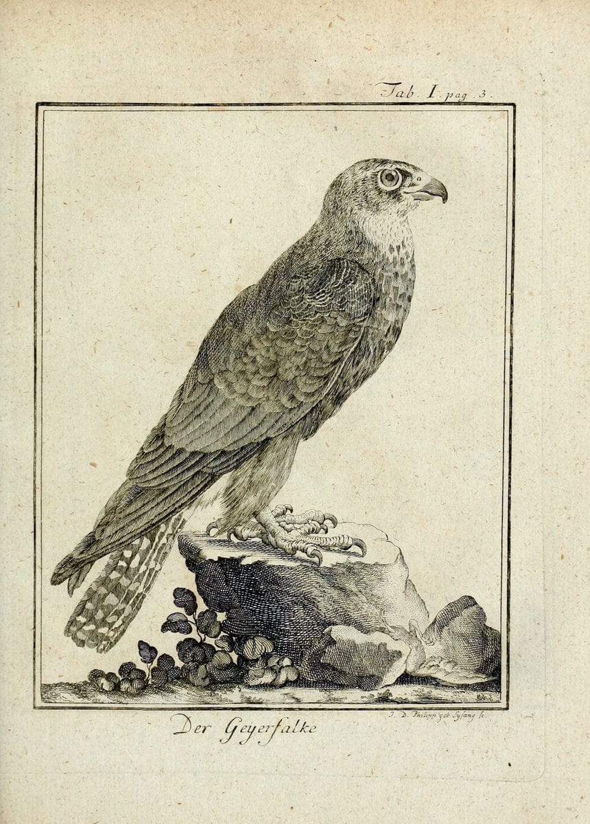 BÃ¼ffons Naturgeschichte der VÃ¶gel :.Leipzig :bey Hermann Heinrich Holle,1775-1782.. |  | Vintage Print Reproduction 450216