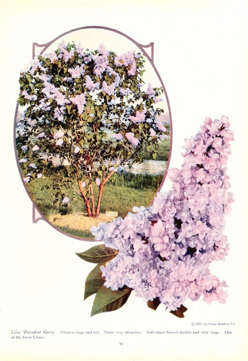Dragable Image