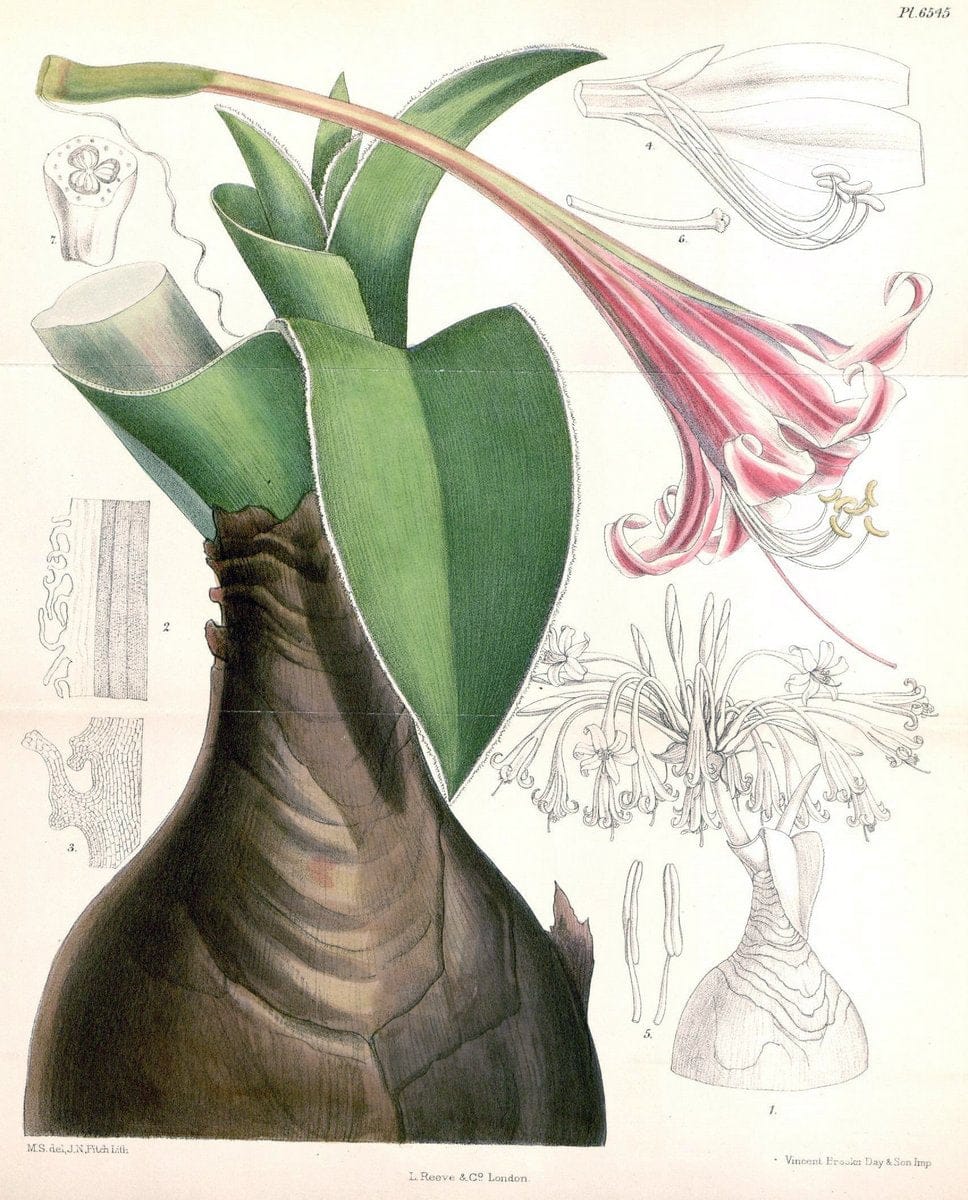 Curtis's botanical magazine. London ; New York [etc.] :Academic Press [etc.]. | "Botanical illustration" Botany Periodicals "Pictorial works" "Plants, Ornamental"  | Vintage Print Reproduction 450223