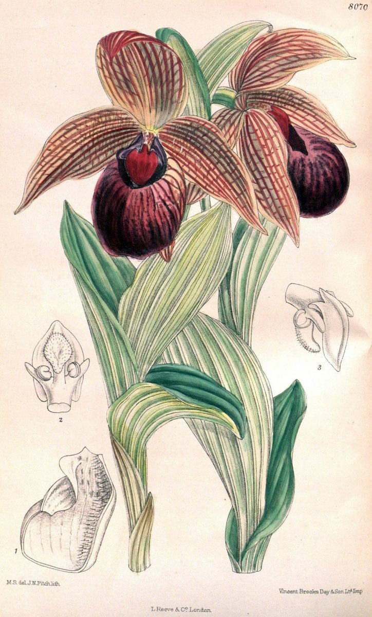 Curtis's botanical magazine. London ; New York [etc.] :Academic Press [etc.]. | "Botanical illustration" Botany Periodicals "Pictorial works" "Plants, Ornamental"  | Vintage Print Reproduction 450227