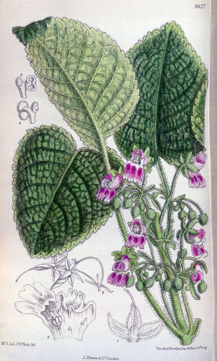 Curtis's botanical magazine. London ; New York [etc.] :Academic Press [etc.]. | "Botanical illustration" Botany Periodicals "Pictorial works" "Plants, Ornamental"  | Vintage Print Reproduction 450232
