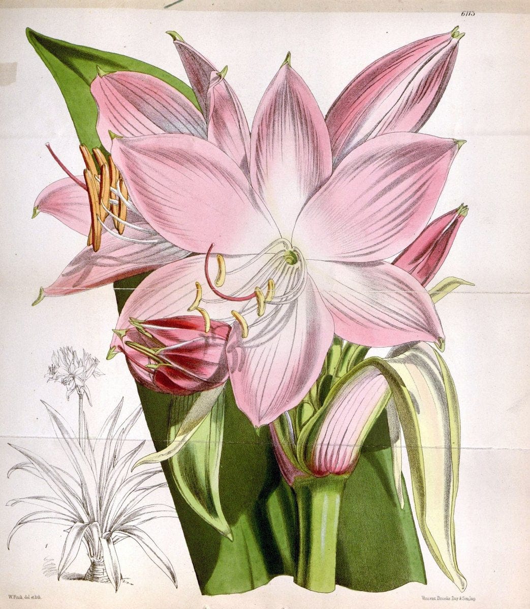 Curtis's botanical magazine. London ; New York [etc.] :Academic Press [etc.]. | "Botanical illustration" Botany Periodicals "Pictorial works" "Plants, Ornamental"  | Vintage Print Reproduction 450233