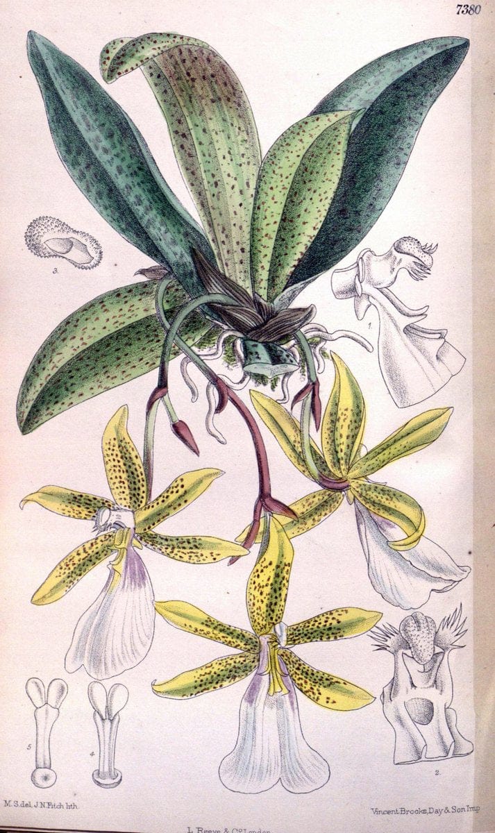 Curtis's botanical magazine. London ; New York [etc.] :Academic Press [etc.]. | "Botanical illustration" Botany Periodicals "Pictorial works" "Plants, Ornamental"  | Vintage Print Reproduction 450236