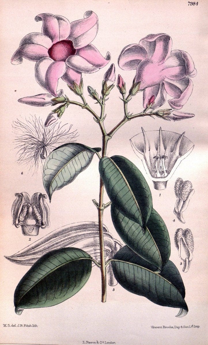 Curtis's botanical magazine. London ; New York [etc.] :Academic Press [etc.]. | "Botanical illustration" Botany Periodicals "Pictorial works" "Plants, Ornamental"  | Vintage Print Reproduction 450238