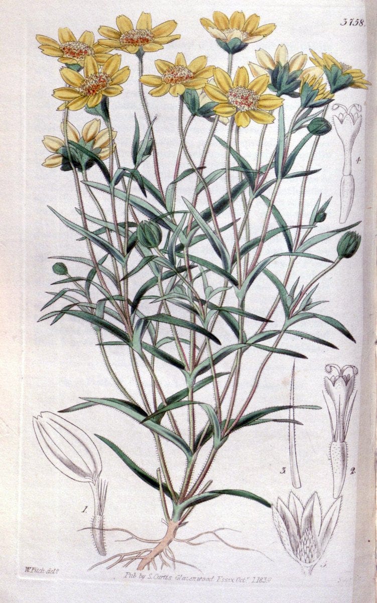 Curtis's botanical magazine..London ;New York [etc.] :Academic Press [etc.]. |  | Vintage Print Reproduction 450239