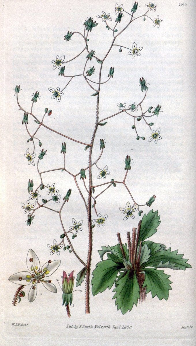 Curtis's botanical magazine. London ;New York [etc.] :Academic Press [etc.]. | Botany Periodicals "Pictorial works"  | Vintage Print Reproduction 450241