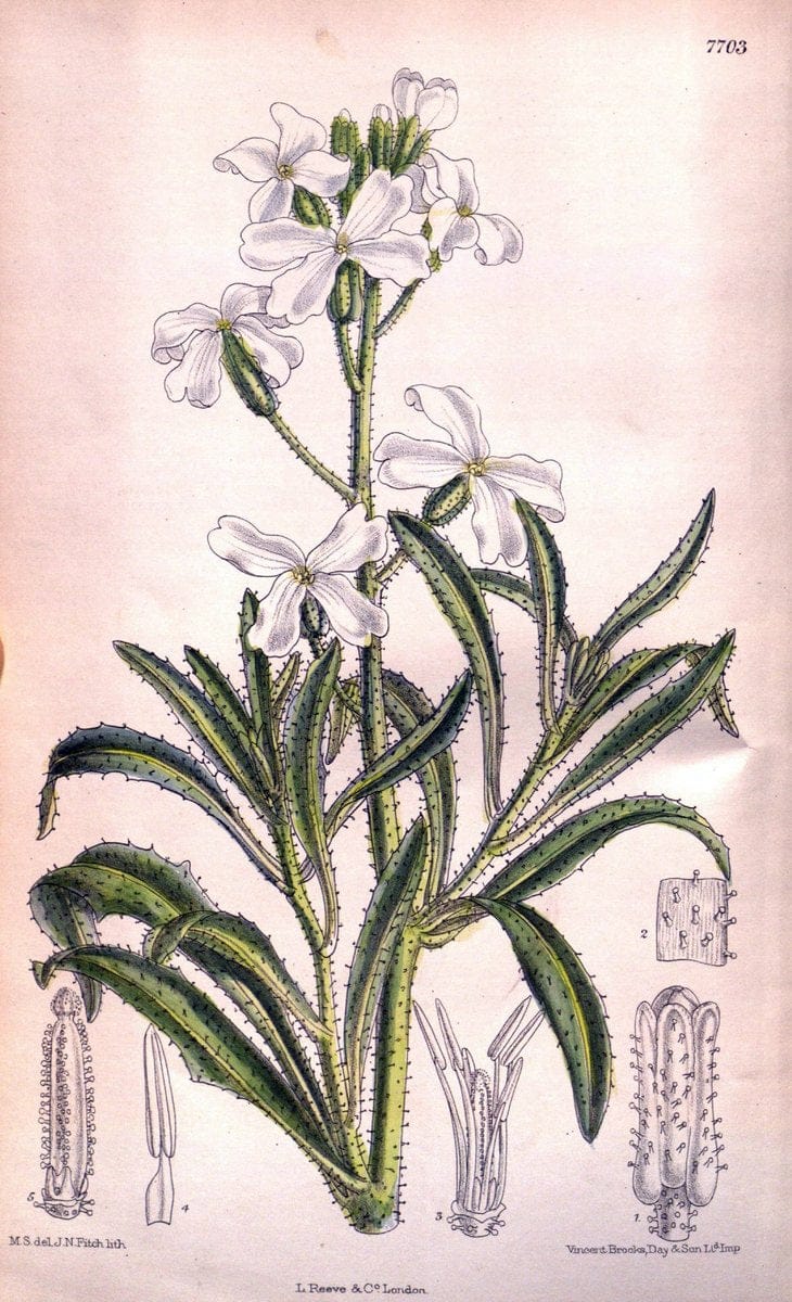 Curtis's botanical magazine. London ;New York [etc.] :Academic Press [etc.]. | Botany Periodicals "Pictorial works"  | Vintage Print Reproduction 450243
